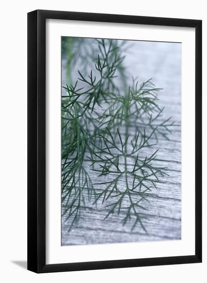 Dill Leaves-Maxine Adcock-Framed Photographic Print