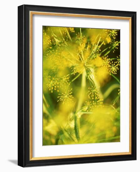 Dill with Flowers-Ulrike Holsten-Framed Photographic Print