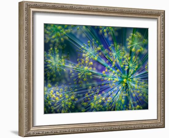 Dill-Ursula Abresch-Framed Photographic Print