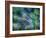 Dill-Ursula Abresch-Framed Photographic Print