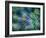 Dill-Ursula Abresch-Framed Photographic Print