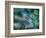 Dill-Ursula Abresch-Framed Photographic Print