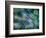 Dill-Ursula Abresch-Framed Photographic Print