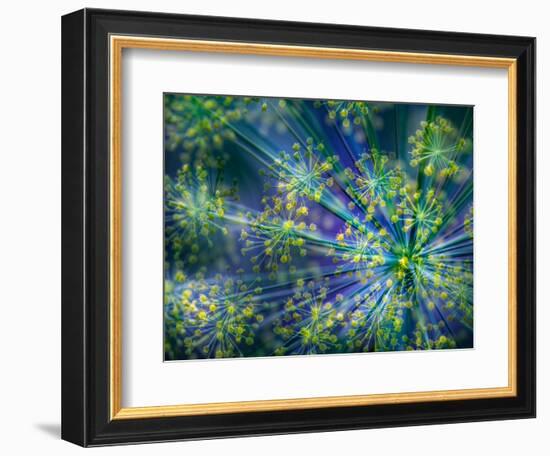 Dill-Ursula Abresch-Framed Photographic Print