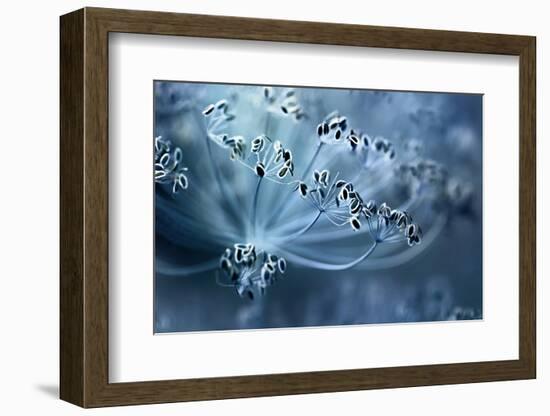 Dill-Mandy Disher-Framed Photographic Print