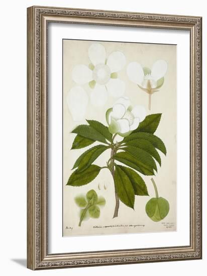 Dillenia, 1800-10-null-Framed Giclee Print