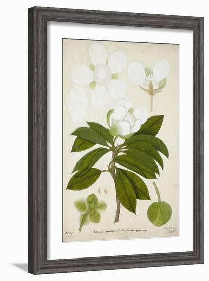 Dillenia, 1800-10-null-Framed Giclee Print