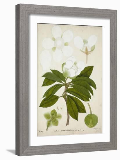 Dillenia, 1800-10-null-Framed Giclee Print