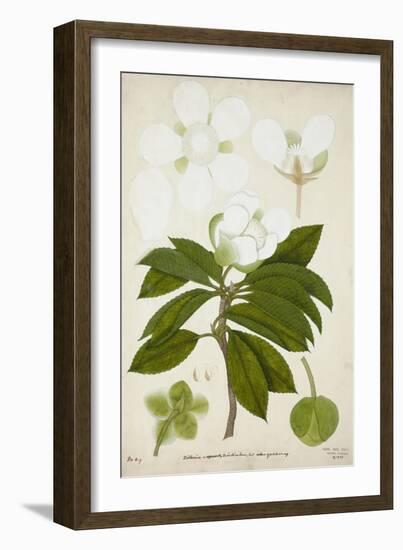 Dillenia, 1800-10-null-Framed Giclee Print