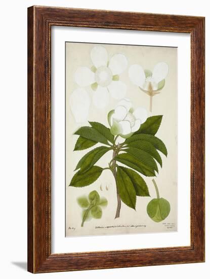 Dillenia, 1800-10-null-Framed Giclee Print