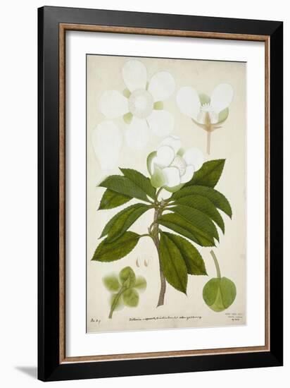 Dillenia, 1800-10-null-Framed Giclee Print