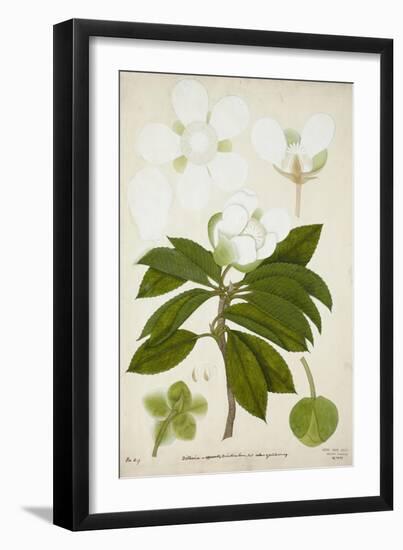 Dillenia, 1800-10-null-Framed Giclee Print