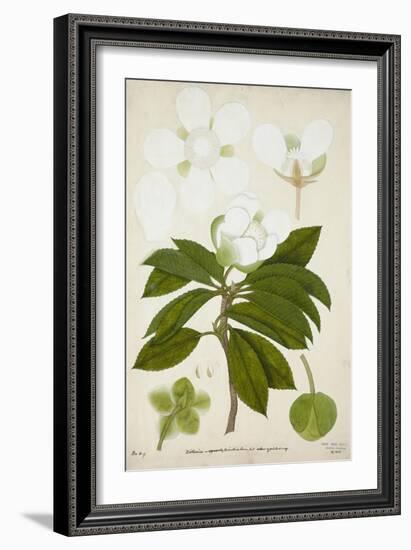 Dillenia, 1800-10-null-Framed Giclee Print