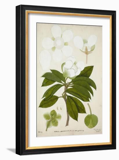 Dillenia, 1800-10-null-Framed Giclee Print