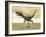 Dilong Dinosaur in the Desert-Stocktrek Images-Framed Art Print