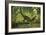 Dilong Dinosaur Running Through a Forest-Stocktrek Images-Framed Art Print