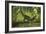 Dilong Dinosaur Running Through a Forest-Stocktrek Images-Framed Art Print