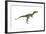 Dilong Dinosaur-Stocktrek Images-Framed Art Print