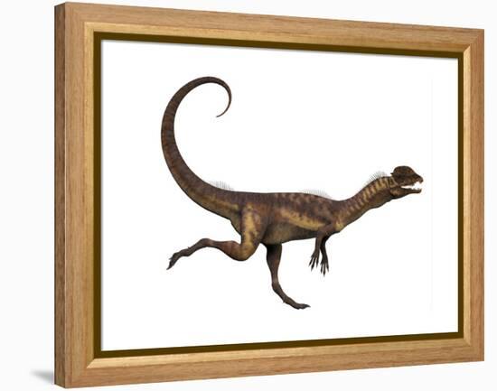 Dilophosaurus Dinosaur-Stocktrek Images-Framed Stretched Canvas