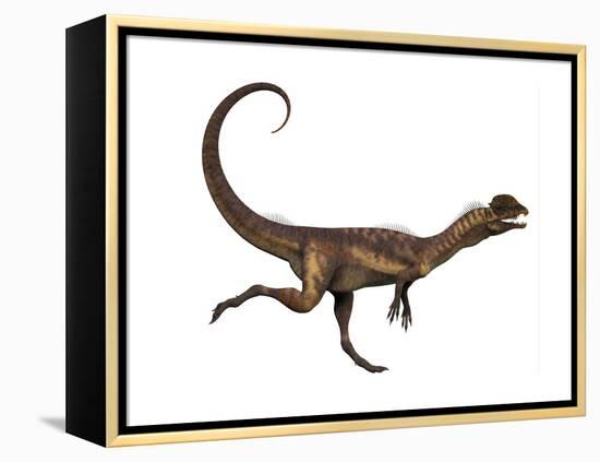 Dilophosaurus Dinosaur-Stocktrek Images-Framed Stretched Canvas