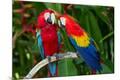 Premium Photographic Print