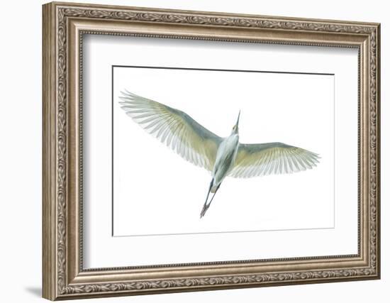 Dimorphic egret (Egretta dimorpha), Antananarivo, Madagascar-Panoramic Images-Framed Photographic Print