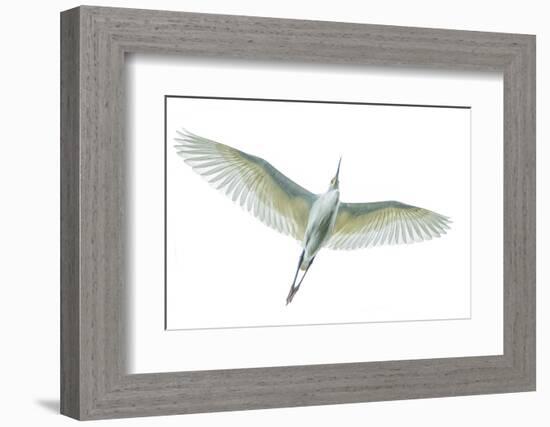 Dimorphic egret (Egretta dimorpha), Antananarivo, Madagascar-Panoramic Images-Framed Photographic Print