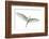 Dimorphic egret (Egretta dimorpha), Antananarivo, Madagascar-Panoramic Images-Framed Photographic Print