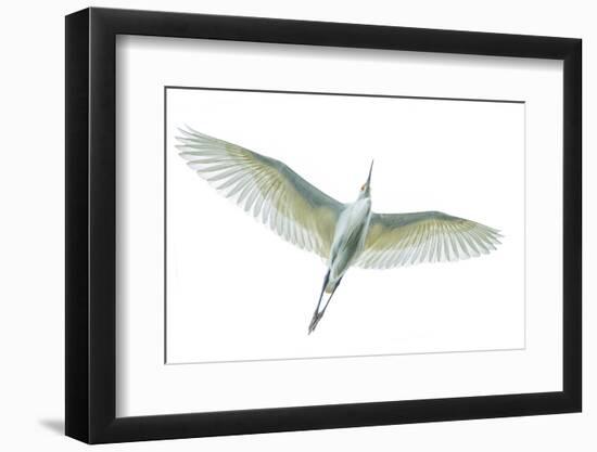 Dimorphic egret (Egretta dimorpha), Antananarivo, Madagascar-Panoramic Images-Framed Photographic Print