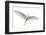 Dimorphic egret (Egretta dimorpha), Antananarivo, Madagascar-Panoramic Images-Framed Photographic Print