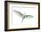 Dimorphic egret (Egretta dimorpha), Antananarivo, Madagascar-Panoramic Images-Framed Photographic Print