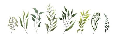 Collection of Leaves and Herbs-dina_asileva-Art Print