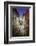 Dinan , Jerzual street-Philippe Manguin-Framed Photographic Print