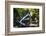 Dingmans Fall in Summer, Pennsylvania-George Oze-Framed Photographic Print