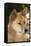 Dingo-Tony Camacho-Framed Premier Image Canvas