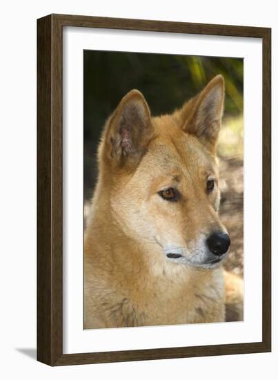 Dingo-Tony Camacho-Framed Photographic Print