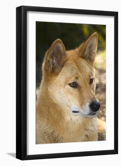 Dingo-Tony Camacho-Framed Photographic Print