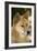 Dingo-Tony Camacho-Framed Photographic Print