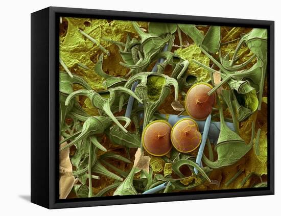 Dinoflagellates, SEM-Steve Gschmeissner-Framed Premier Image Canvas