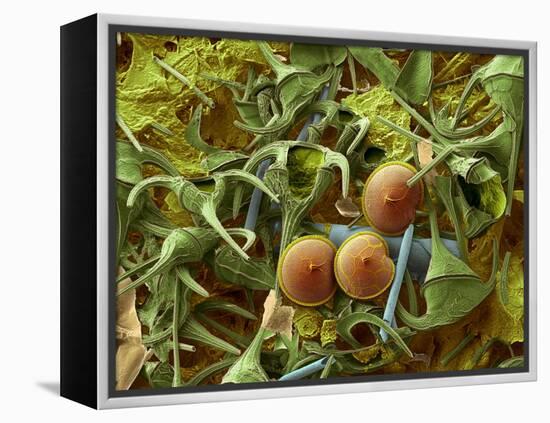 Dinoflagellates, SEM-Steve Gschmeissner-Framed Premier Image Canvas