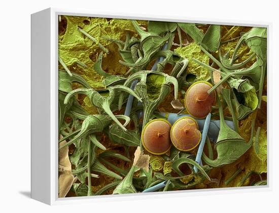 Dinoflagellates, SEM-Steve Gschmeissner-Framed Premier Image Canvas