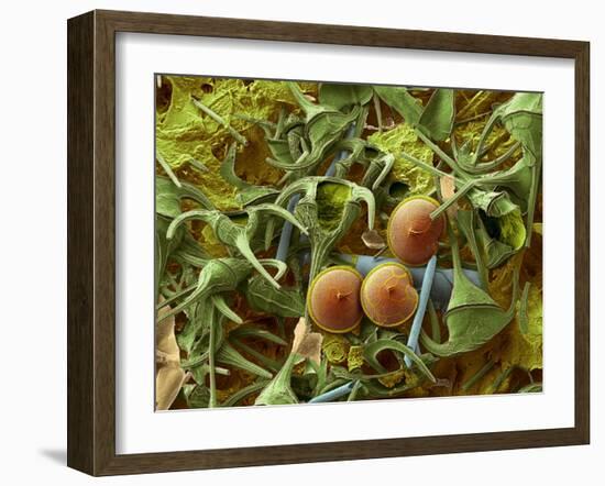 Dinoflagellates, SEM-Steve Gschmeissner-Framed Photographic Print