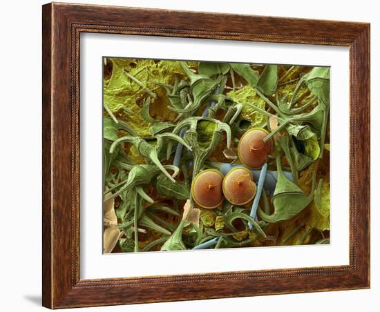 Dinoflagellates, SEM-Steve Gschmeissner-Framed Photographic Print