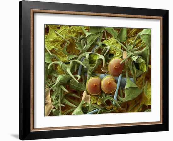 Dinoflagellates, SEM-Steve Gschmeissner-Framed Photographic Print