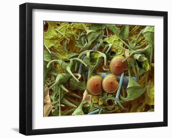 Dinoflagellates, SEM-Steve Gschmeissner-Framed Photographic Print