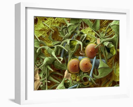 Dinoflagellates, SEM-Steve Gschmeissner-Framed Photographic Print