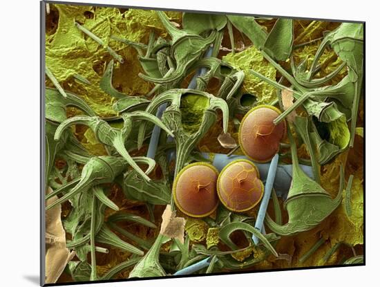 Dinoflagellates, SEM-Steve Gschmeissner-Mounted Photographic Print
