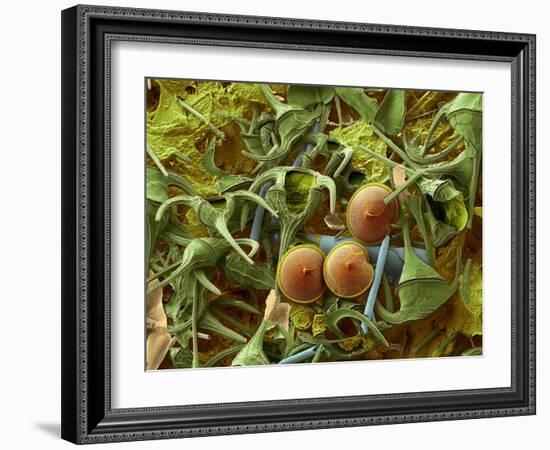 Dinoflagellates, SEM-Steve Gschmeissner-Framed Photographic Print