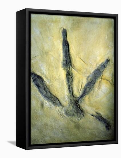 Dinosaur Footprint-Sinclair Stammers-Framed Premier Image Canvas