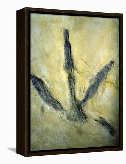 Dinosaur Footprint-Sinclair Stammers-Framed Premier Image Canvas
